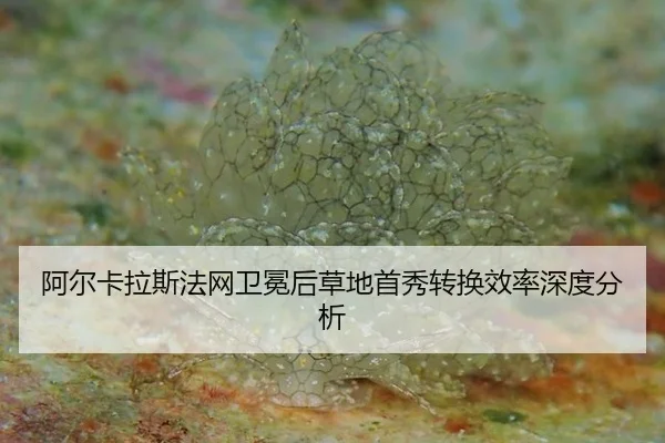 a-er-ka-la-si-fa-wang-wei-mian-hou-cao-di-shou-xiu-zhuan-huan-xiao-lv-shen-du-fen-xi-2-891.jpg
